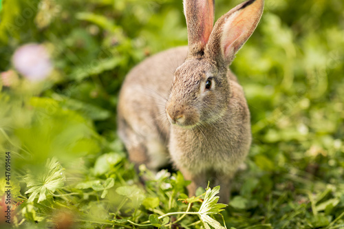 The gray rabbit walks on the green grass. Long-eared hare on the lawn. Pet. Rodent. Easter concept. © Elena