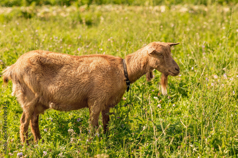 Brown goat on a green meadow. A small horned animal stands in the grass. Livestock. Agriculture. Brown goat on a green meadow. A small horned animal stands in the grass. Livestock. Agriculture.