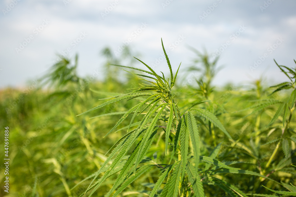 Field of industrial hemp (cannabis) in the evening sun. Legally planted on the field Field of industrial hemp (cannabis) in the evening sun. Legally planted on the field
