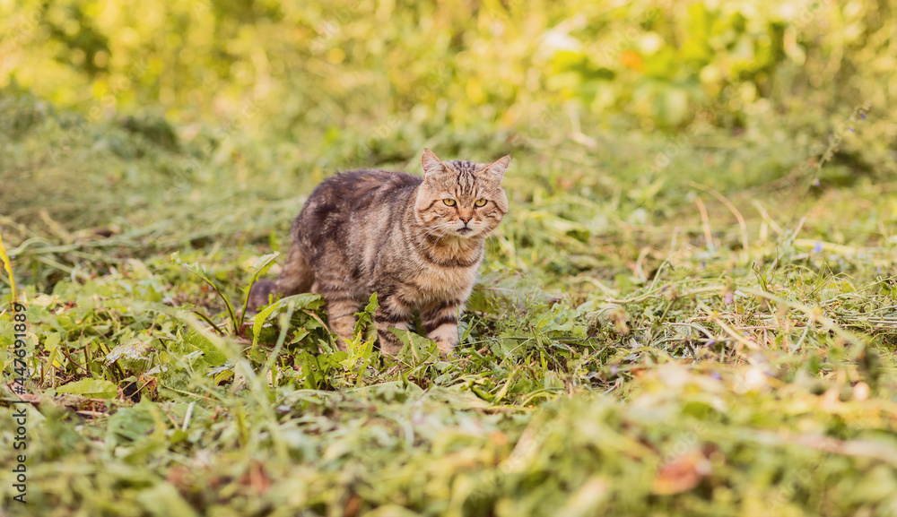A gray striped fluffy cat is walking on the green grass. Pet for a walk. A beautiful animal. Selective focus. A gray striped fluffy cat is walking on the green grass. Pet for a walk. A beautiful animal. Selective focus.