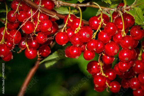 red currant berries