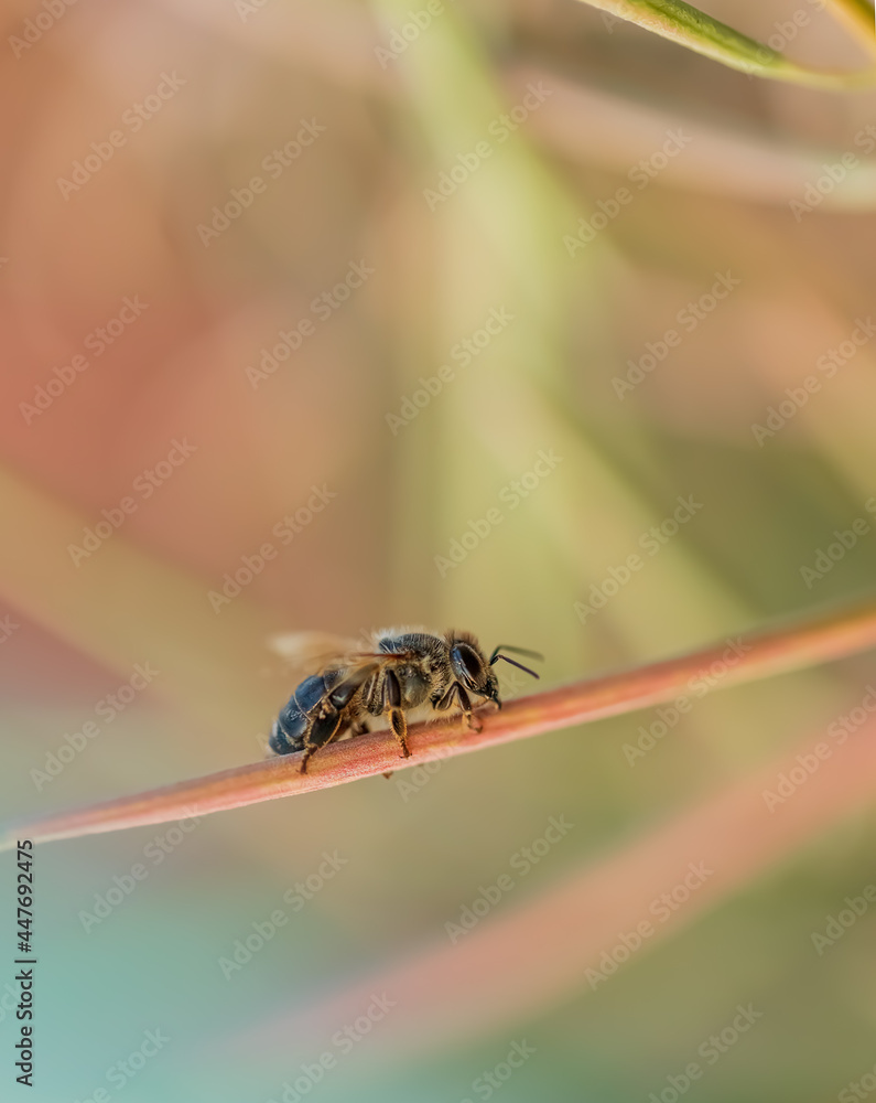 Naklejka premium The insect sits on a branch against a red blurred background. A bee sits on a branch of fireweed. Wild nature. Macro. Selective focus. Copy space.