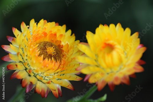 Photography Strawflowers blooming yellow and orange, everlasting flower.
