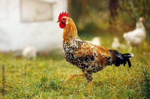 Colorful beautiful red leghorn chicken male rooster walking in the village photo
