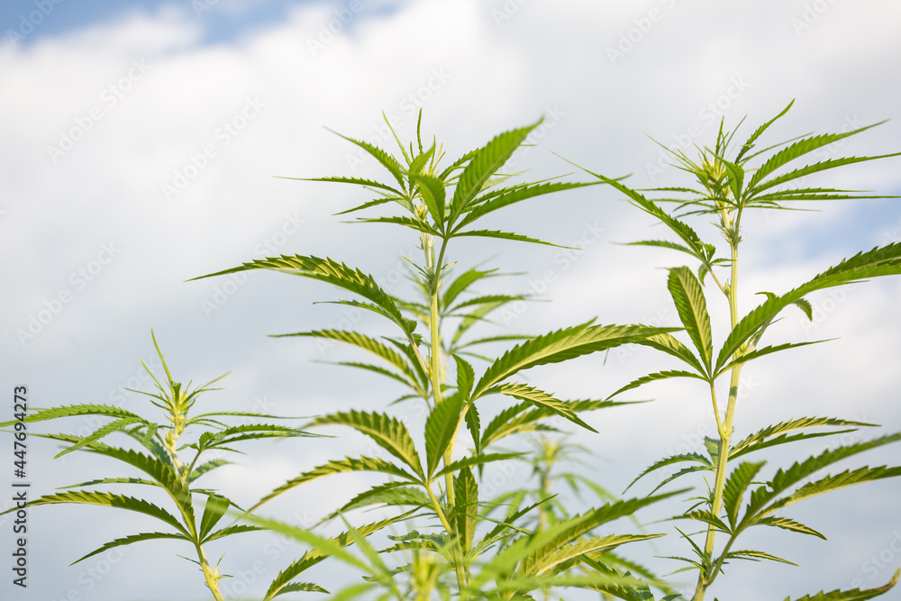 Field of industrial hemp (cannabis) in the evening sun. Legally planted on the field Field of industrial hemp (cannabis) in the evening sun. Legally planted on the field