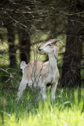 Beige young goatling eating branches of a tree