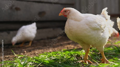 Young white chickens and roosters walk free-range and  peck grain . Poultry farming, home farm.Domestic birds.Organic farming Concept.. photo