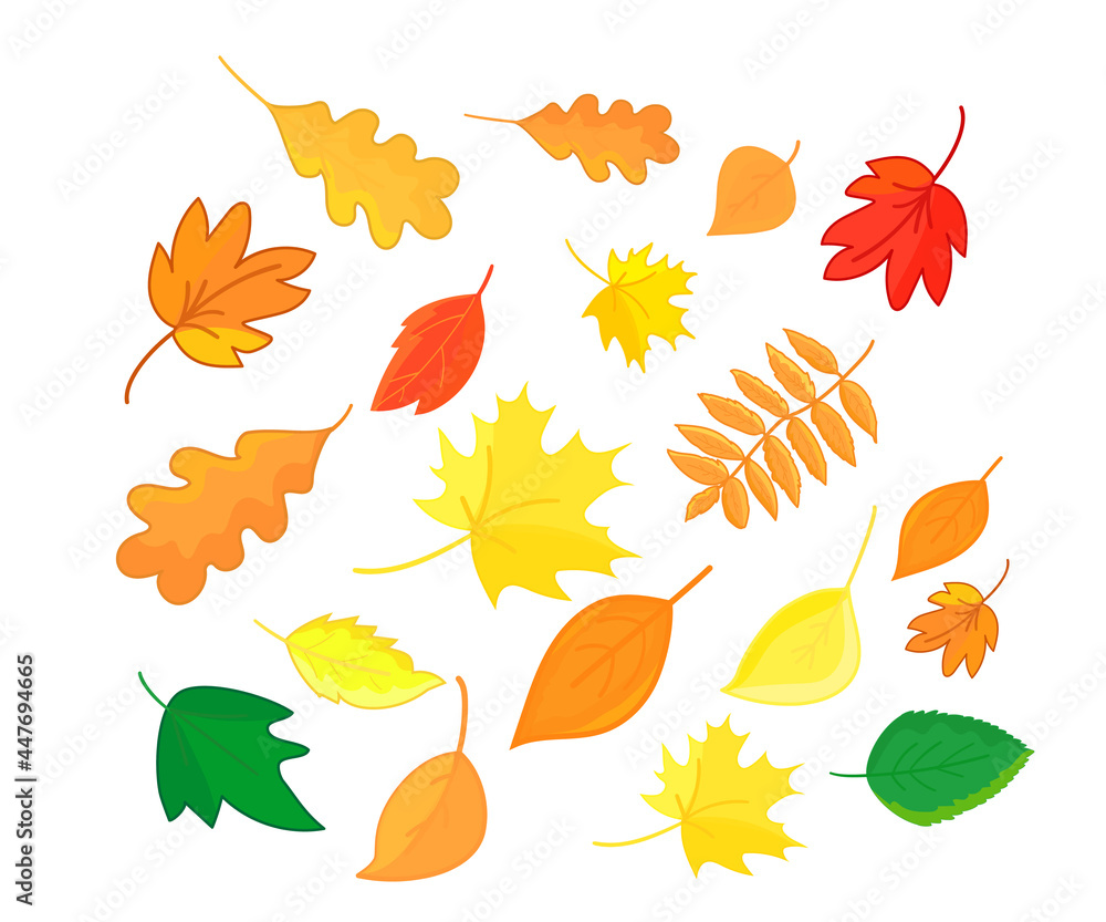 Autumn leaves in cartoon style isolated on white background. Maple, oak, rowan and so on leaf composition. Vector.