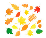 Autumn leaves in cartoon style isolated on white background. Maple, oak, rowan and so on leaf composition. Vector.