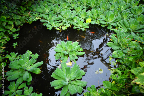 Green tropic plants swim on a goldfish pond with dark water and orange fish under the surface (ID: 447694670)