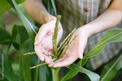 young female farmer takes care of the growing corn crop photo