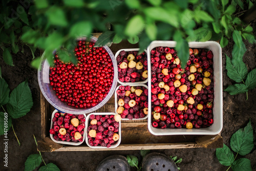 Many fresh red currants and raspberry in a box close up top view