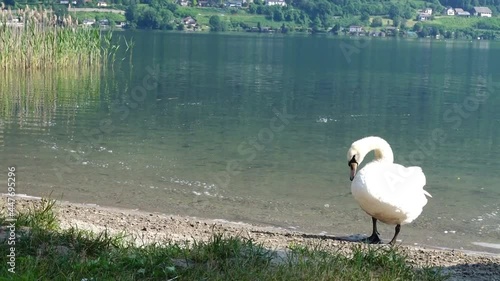 Höckerschwan am Ossiacher See