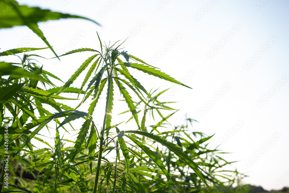 Naklejka premium Field of industrial hemp (cannabis) in the evening sun. Legally planted on the field