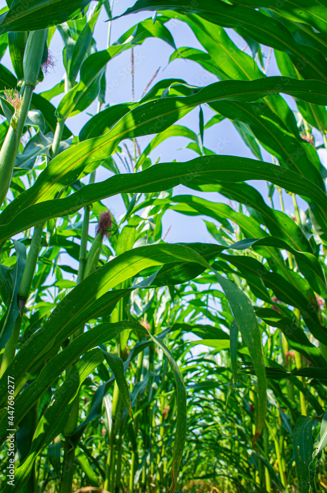 Agricultural crop corn with leaves close-up. Agro background design Agricultural crop corn with leaves close-up. Agro background design