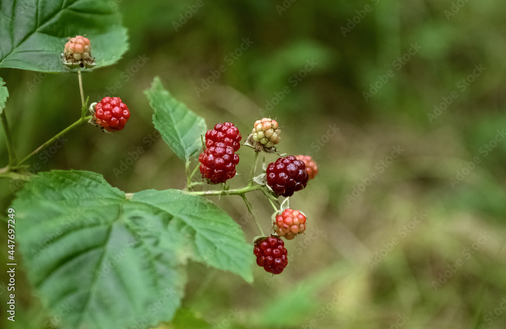 Cluster of unripe wild blackberries on bush on green blurred background