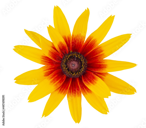 Bicolor flower orange with yellow. Yellow flower isolated on white background