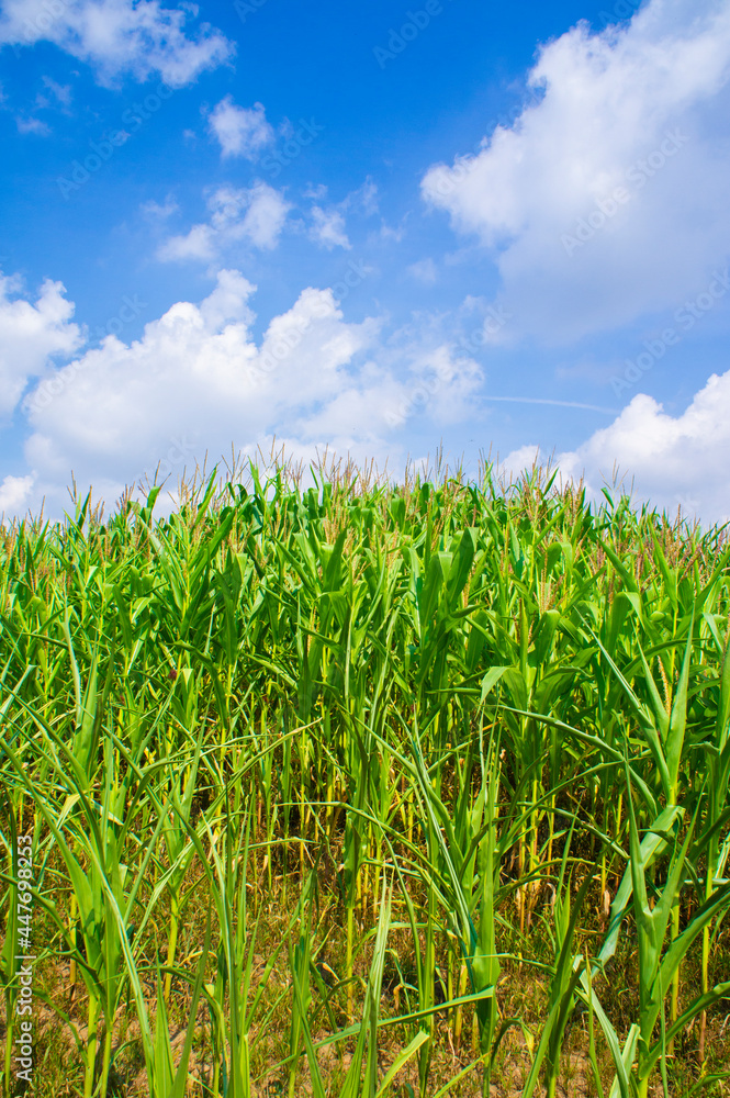 Agricultural crop corn with leaves on a blue sky background Agricultural crop corn with leaves on a blue sky background