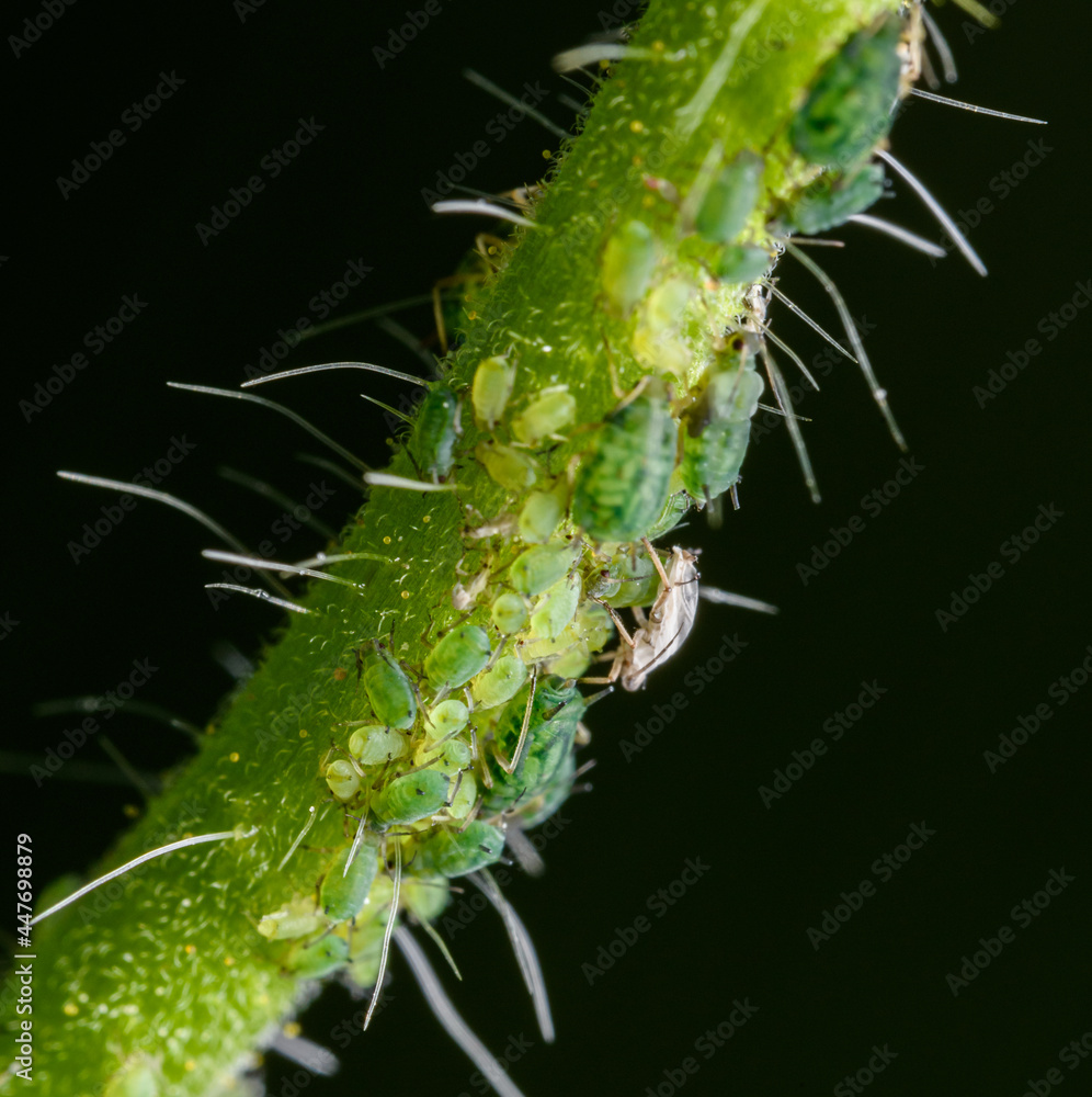 Naklejka premium green aphids on plant stem