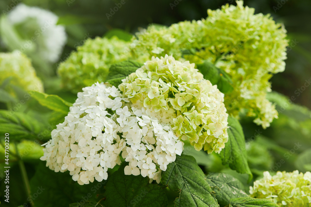 White Hydrangea arborescens Annabelle, backlit by the sun in summer. Flowers of smooth hydrangea (Hydrangea arborescens) White Hydrangea arborescens Annabelle, backlit by the sun in summer. Flowers of smooth hydrangea (Hydrangea arborescens)