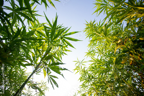 Field of industrial hemp (cannabis) in the evening sun. Legally planted on the field