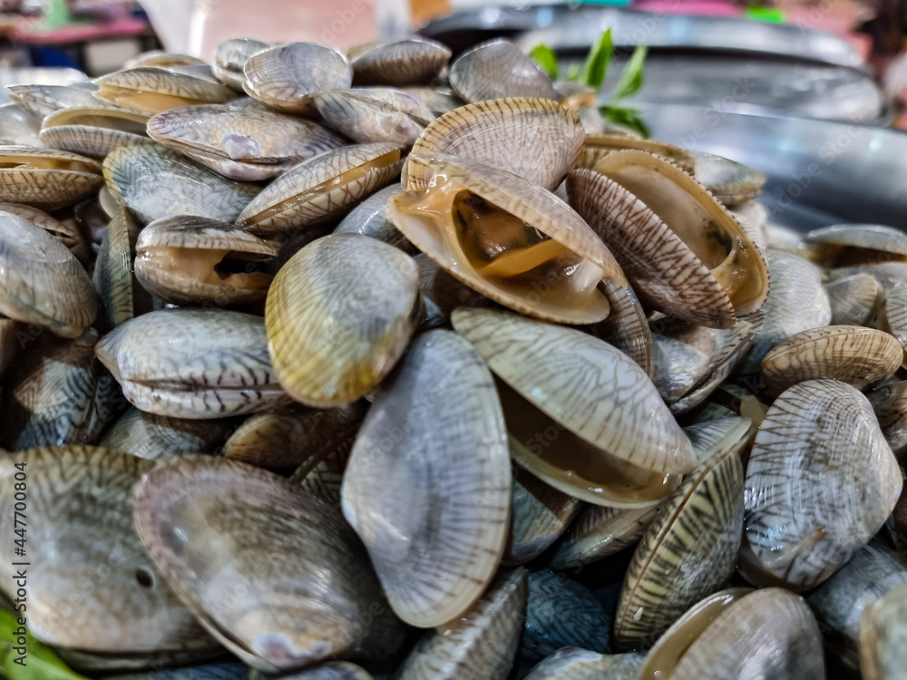 Fresh clams are sold in the fresh market. Fresh clams are sold in the fresh market.