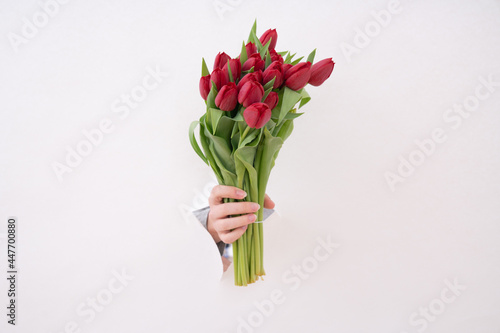 Hand of the woman is holding bouquet of tulips inserted through a hole in torn white paper. Copy space.