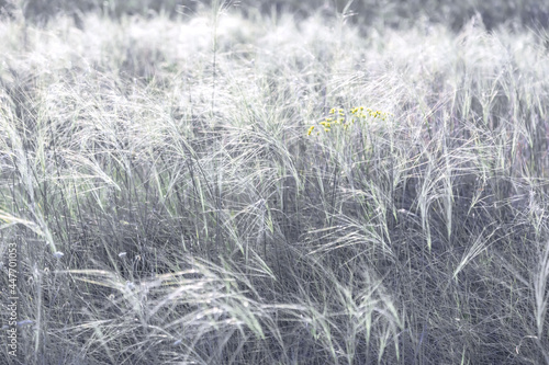 Summer natural background with blooming feather grass on a meadow in the steppe