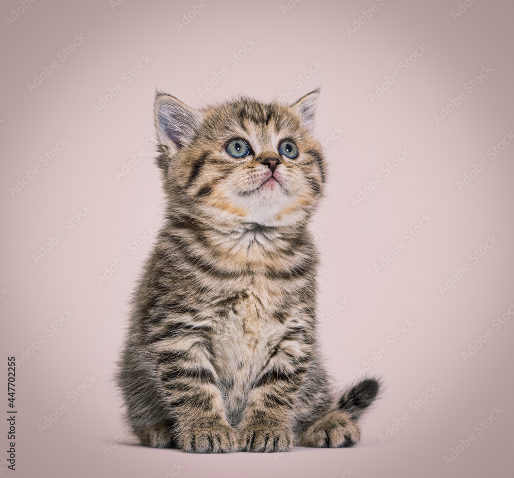 Cute Kitten British Shorthair, isolated on white