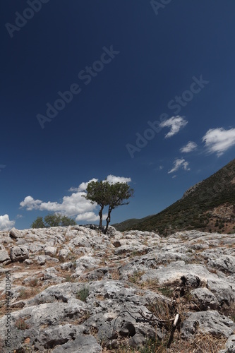 Lonely tree with blue sky