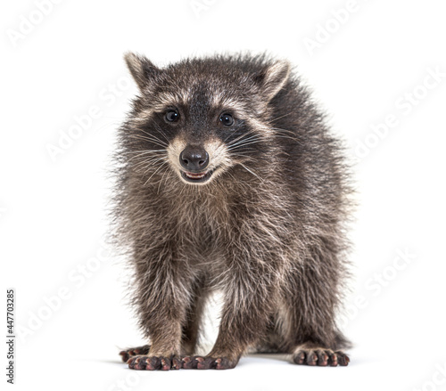 three months old young raccoon standing in front, isolated © Eric Isselée