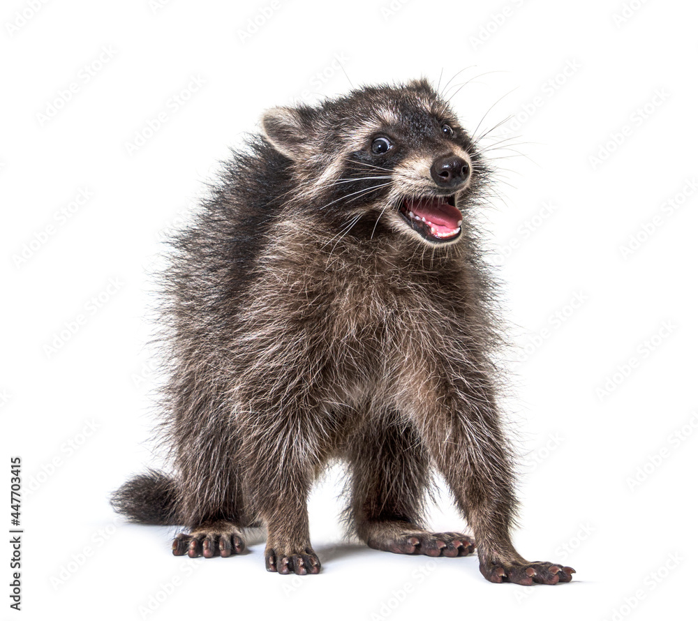 Portrait of a young raccoon mouth open. Weird expression Portrait of a young raccoon mouth open. Weird expression