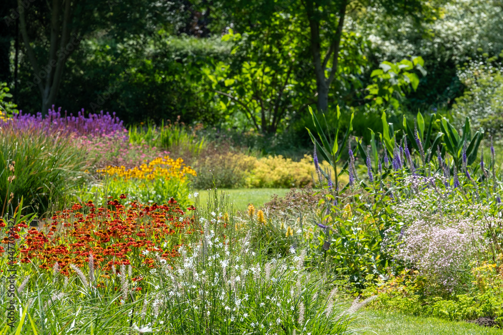 Fototapeta premium Colourful garden planted in the naturalistic style of the New Perennial movement, with emphasis on layering, structure, form and wide colour palette. 