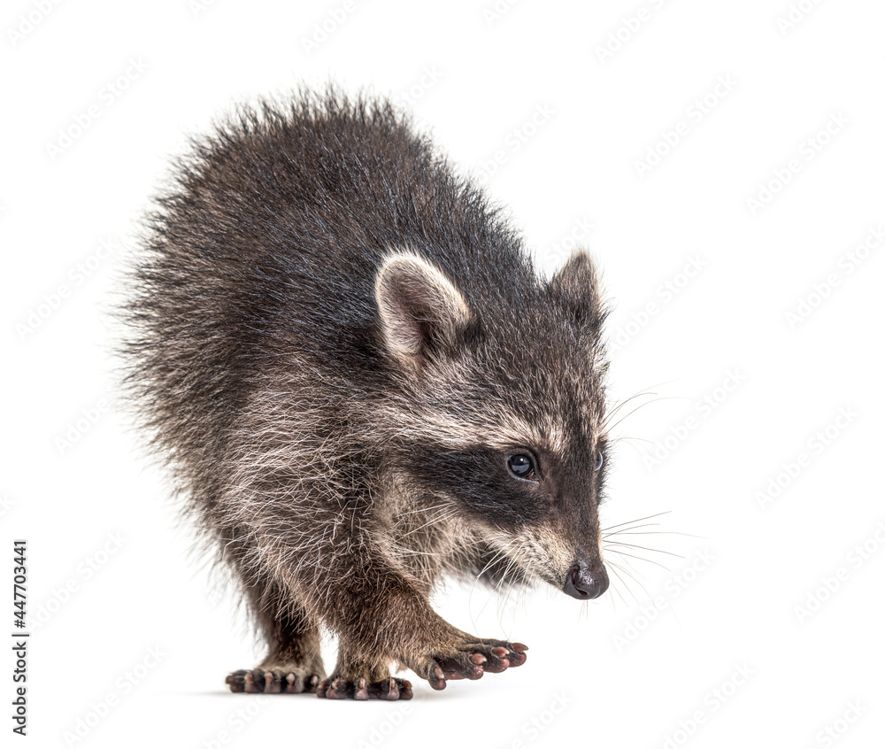 Naklejka premium raccoon standing in front, isolated on white