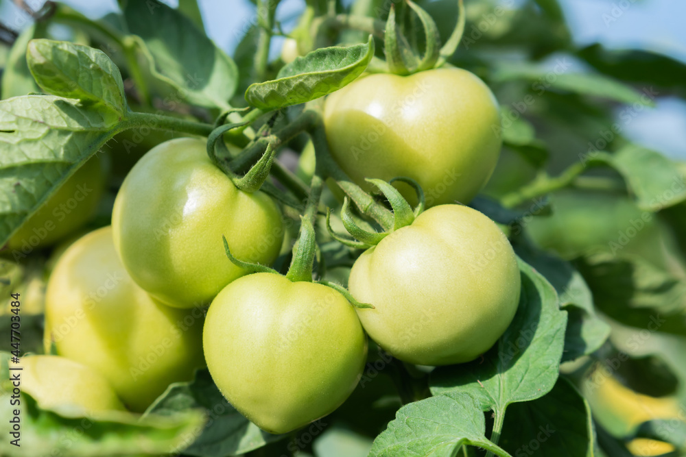 Group of fresh green tomatoes grow on bushes in the village Group of fresh green tomatoes grow on bushes in the village