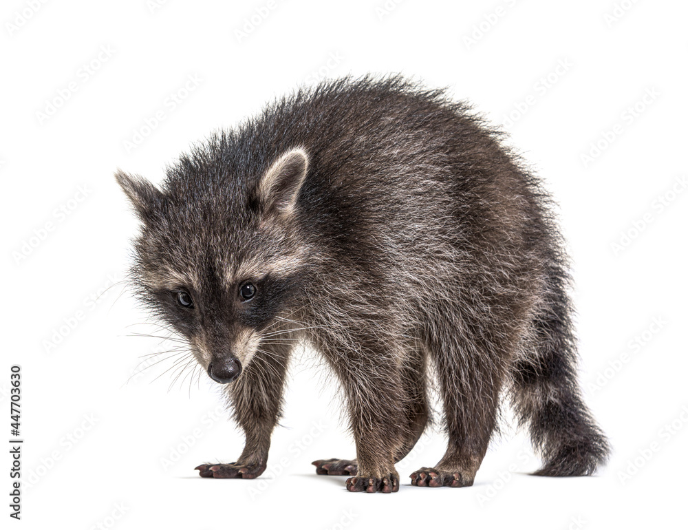Obraz premium Side view of a standing Young Raccoon, isolated