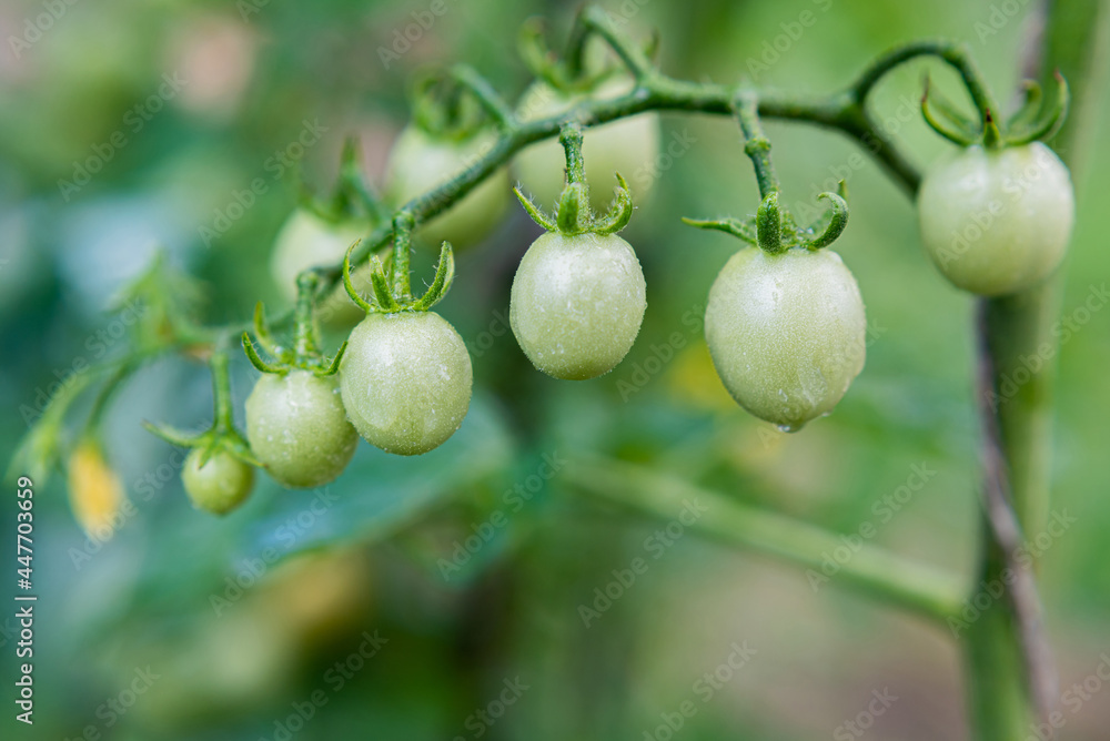 Green cherry tomatoes grow on bushes in the vegetable garden in summer. Close-up Green cherry tomatoes grow on bushes in the vegetable garden in summer. Close-up