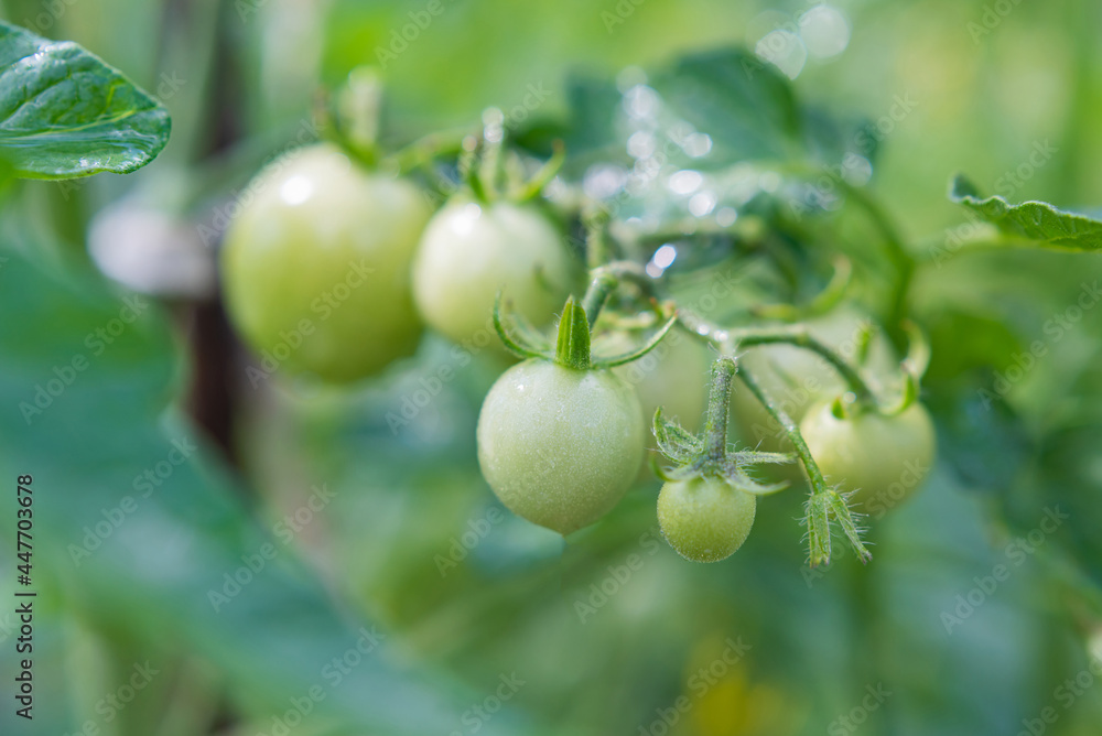 Green cherry tomatoes grow on bushes in the vegetable garden in summer. Close-up