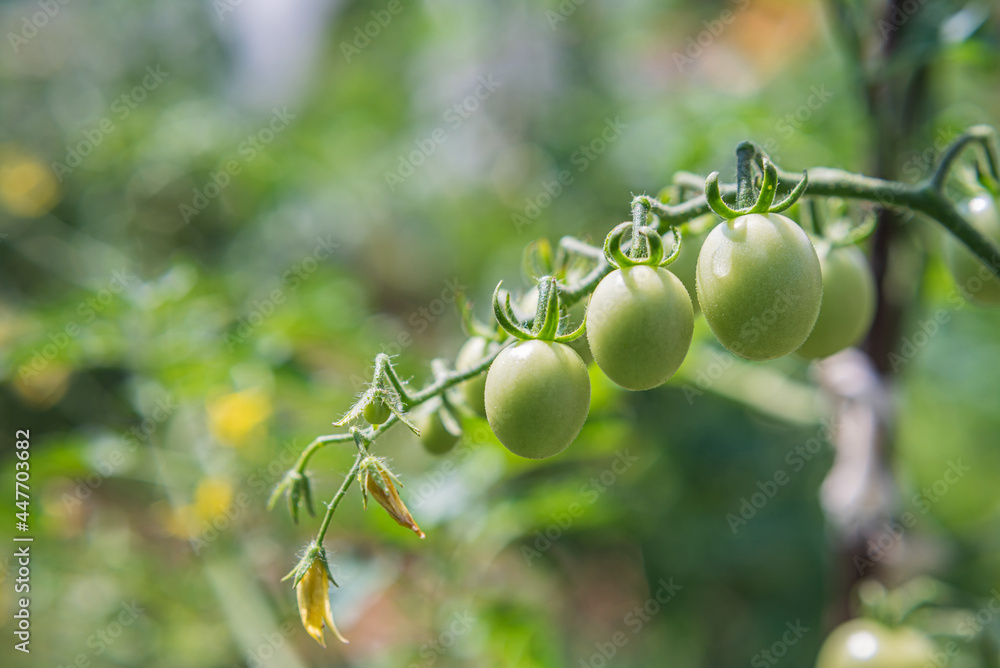 Green cherry tomatoes grow on bushes in the vegetable garden in summer. Close-up