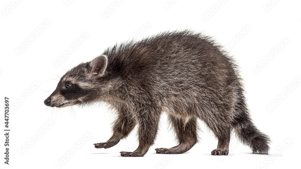 Side view of a standing Young Raccoon, isolated Side view of a standing Young Raccoon, isolated