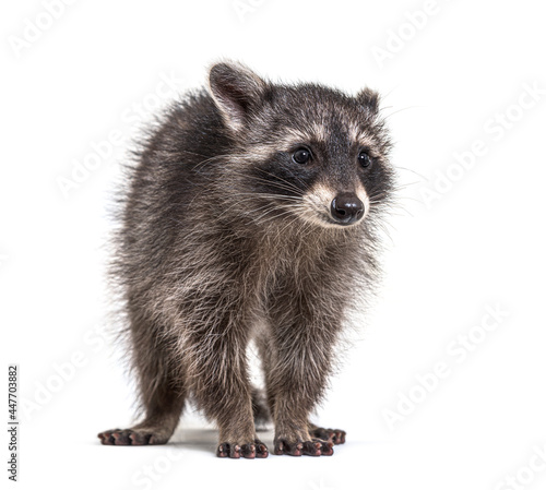 three months old young raccoon standing in front, isolated