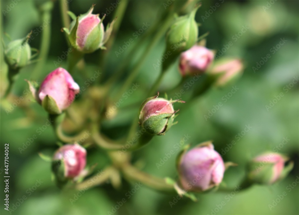 Cluster of small pink rosebuds