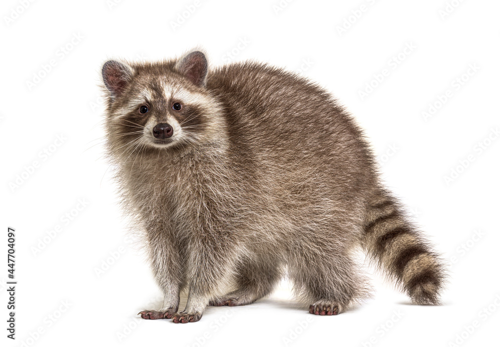 Red Raccoon facing at the camera isolated on white Red Raccoon facing at the camera isolated on white
