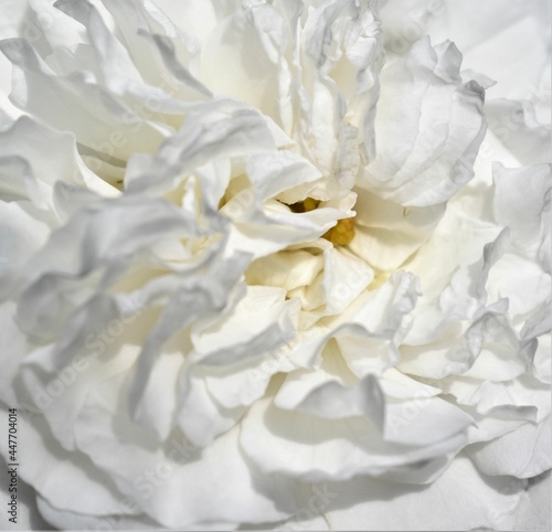 White rose petals closeup