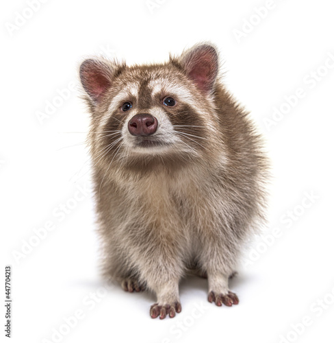 Red Raccoon standing and facing at the camera isolated on white