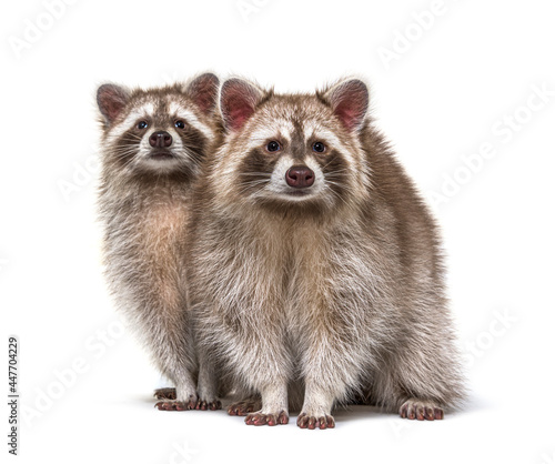 Fototapeta Naklejka Na Ścianę i Meble -  Two red raccoons sitting together, isolated on white