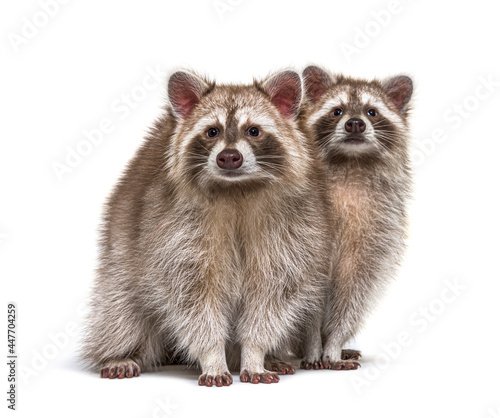 Two red raccoons sitting together, isolated on white