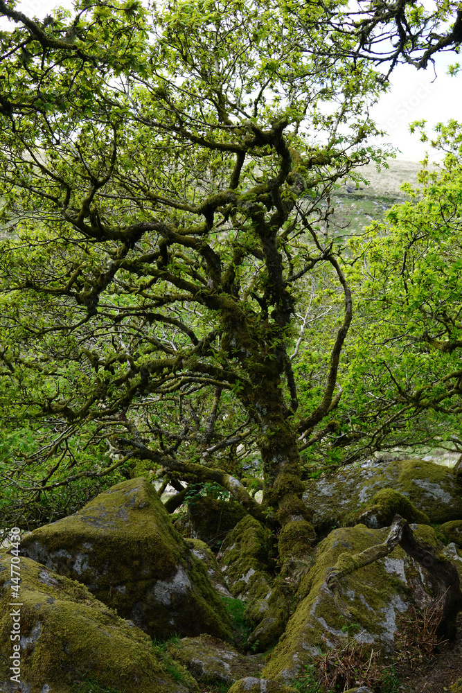 Twisted ancient oaks in Wistmans wood. The West Dart Valley. Dartmoor national park, Devon, England, UK Twisted ancient oaks in Wistmans wood. The West Dart Valley. Dartmoor national park, Devon, England, UK