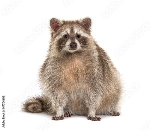 Red Raccoon facing at the camera isolated on white © Eric Isselée