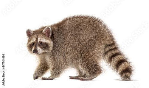 Side view, Raccoon walking away, Isolated on white